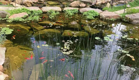 Expert Pond Care Services for Homes across Kent